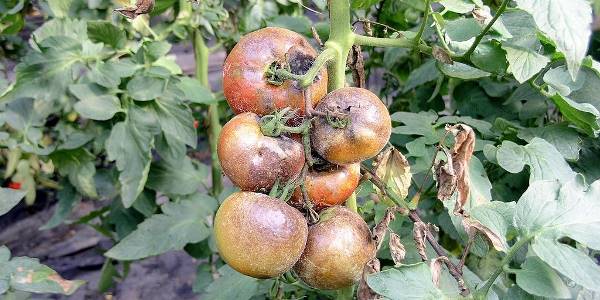voorbeeld phytophthora bij tomatenplanten